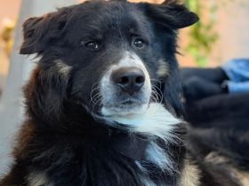 Junghund Venom sucht ein neues Zuhause