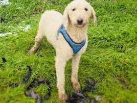 Jaqui ein Lagotto Ramagnole Mädchen