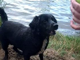 Liebe Mischlingshündin