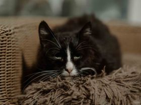 Rio: Ein sanfter Seelenschmeichler sucht seinen Hafen