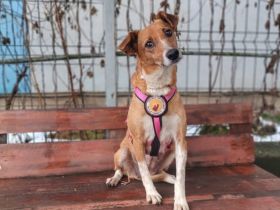 Zarte Seele Chara sucht Menschen mit großem Herzen