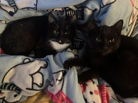 Junger Schwarzer kater