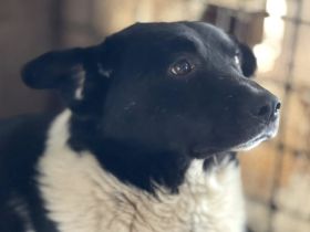 Shaggy - einst stolzer Straßenhund, jetzt verloren im Shelter