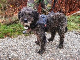 Graue Schnauze, goldenes Herz - Bandit möchte endlich ankommen