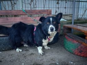 Oma Urmel: Ein großes Herz sucht seinen Altersruhesitz