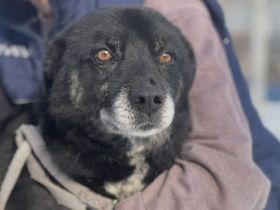 Freundliche Schmusebacke Peer sucht Körbchen