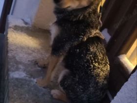 Milow sucht ein neues Zuhause