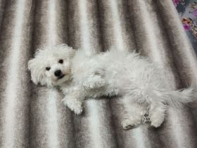 Malteser Bichon Welpe Weibchen Sucht ein Neues zuhause.