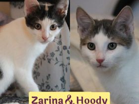 Zarina & Hoody: Ein Herz und eine Seele suche ihr gemeinsames Glück.