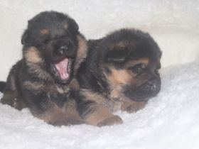 Dt.Schäferhund Welpen, Kör-und Leistungszucht, SV/VDH