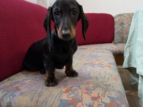 Charmanter Dackel-Rüde – Kurzhaar, kleiner Typ (amerikanischer Stil) ✨