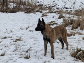 Malinois 10 Monate alt