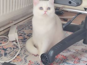 Britisch Kurzhaar–Perser Mix Katze