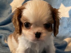 Cavalier King Charles Spaniel Welpen mit Papieren