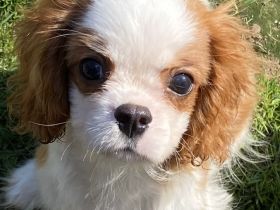 Cavalier King Charles Spaniel Welpen mit Papieren