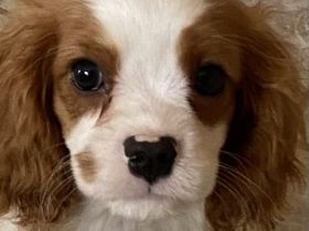 Cavalier King Charles Spaniel Welpen mit Papieren