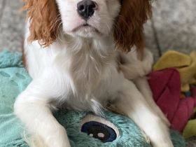 Cavalier King Charles Spaniel Welpe Rüde mit Papieren
