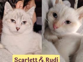 Doppeltes Glück für geduldige Katzenfreunde: Scarlett & Rudi stellen sich vor