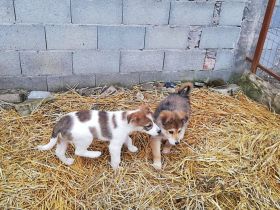 Priya und Sandy, Welpenmädchen möchten die Welt entdecken