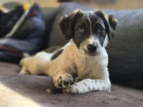 Marshy - kleiner Wirbelwind