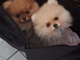 Pomeranian zwergspitz welpen