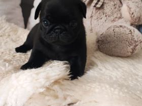 Mops Welpen