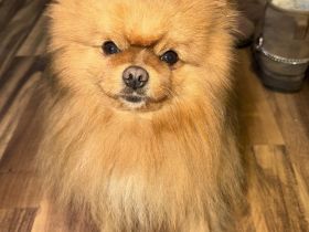 Deckrüde Teddy Pomeranian