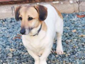 Peggy,Dackelmischling, geb. 2020, superliebe und verschmuste Hündin