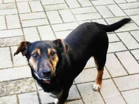 Bolka, Foxterriermischling, geb. 2025, sucht aktives Zuhause