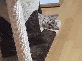 Kater 6 Monate alt sucht neue zuhause