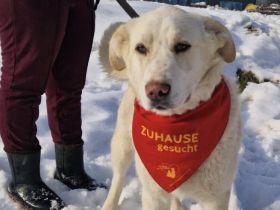 Eisbär - Ein Herz aus Gold im weißen Pelz