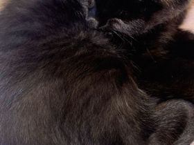 12 Wochen alte Kätzchen