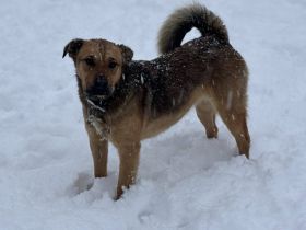Traumhündin Sheena: Bereit für das Abenteuer Familie