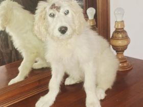 Mia - Mehr als nur ein Wollknäuel