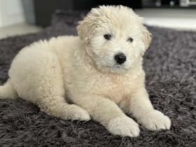 Mia - Mehr als nur ein Wollknäuel