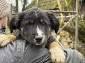 Fuzzy- kleiner Entdecker mit großem Herz