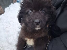 Slash ist auf der Suche nach dir