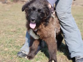 Slash ist auf der Suche nach dir