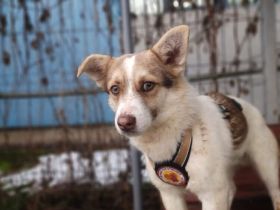 Herzensbrecher Pedro sucht seine Menschen