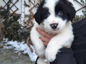 Hier kommt der süße Ferdinand