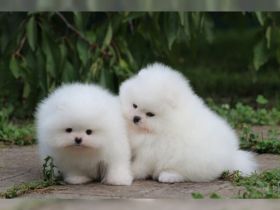 reinrassigen Pomeranian Zwergspitz