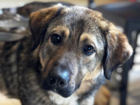 Jimmy ein Traum von Hund .....