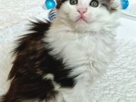 Maine Coon Kitten Mädchen mit Stammbaum aus N/N Verpaarung