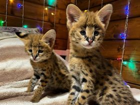 Wunderschöne Serval- und F2-Savannah-Kätzchen abzugeben. WhatsApp: +491791500349