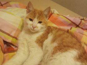 Liebevolle Katze „Asja“ sucht ein neues Zuhause ❤️