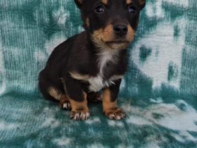 Katharina sucht ein Körbchen