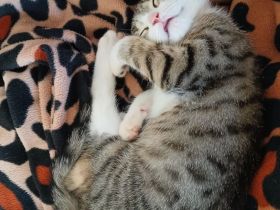 Katze sucht ein neues Zuhause