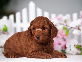 Miniaturpudel Welpen in Dunkelrot – show- und zuchttauglich, FCI/ZKwP