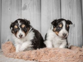 Sheltie Tricolor Welpen