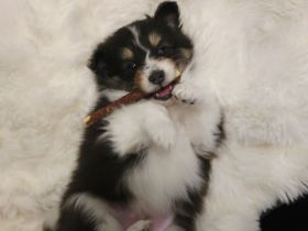 Sheltie Tricolor Welpen